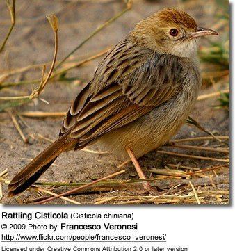 Rattling cisticola Rattling Cisticolas Cisticola chiniana