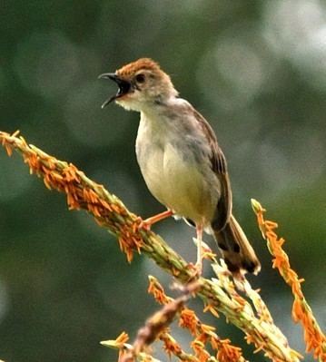 Rattling cisticola Rattling Cisticola