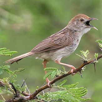 Rattling cisticola wwwbiodiversityexplorerorgbirdscisticolidaeim