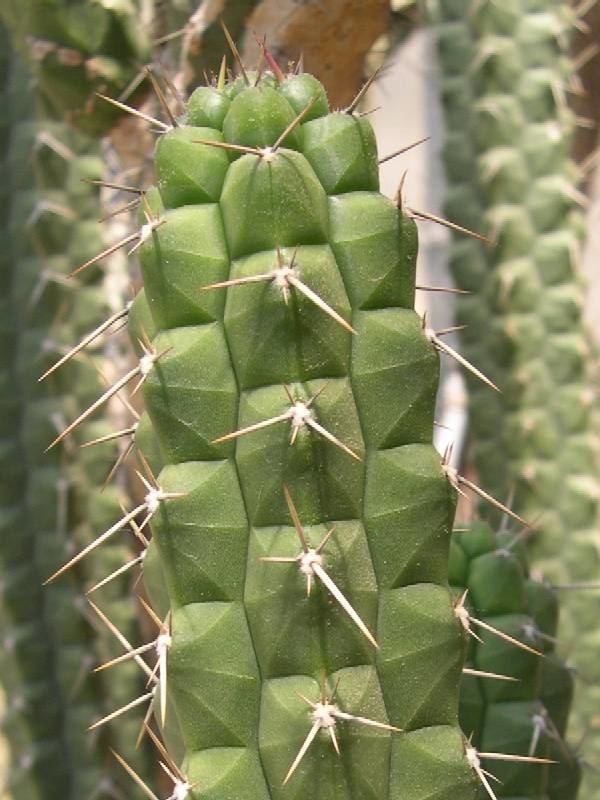 Rauhocereus Au Cactus Francophone Rauhocereus riosaniensis ssp jaenensis