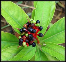 Rauvolfia serpentina Rauwolfia Serpentina Uses amp Benefits of Sarpagandha Always Ayurveda