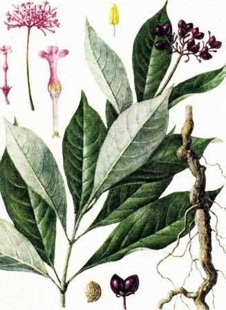 Rauvolfia serpentina Professional to supply Rauwolfia Canescens Rauwolfia Serpentina