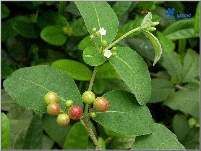Rauvolfia tetraphylla Rauvolfia tetraphylla Health effects and herbal facts