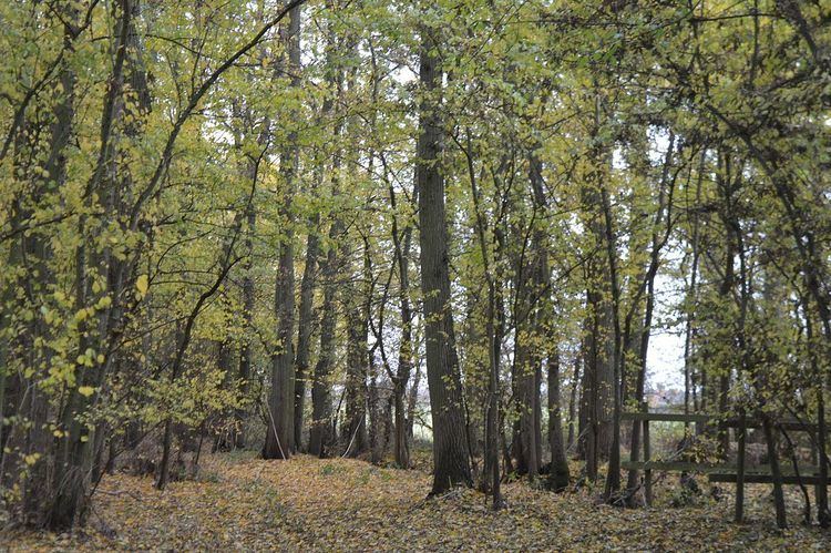 Raveley Wood