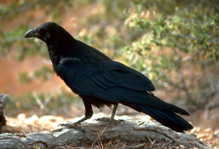 Raven paradox
