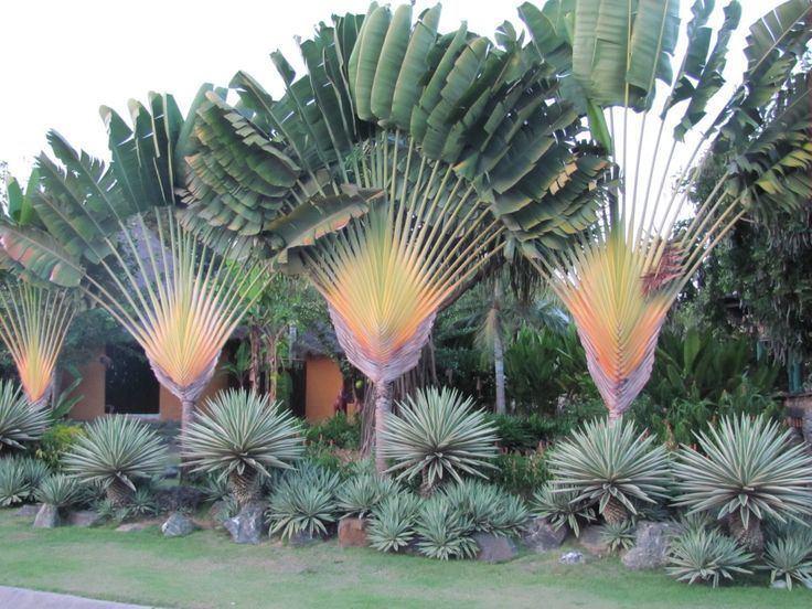 Ravenala madagascariensis - Wikispecies