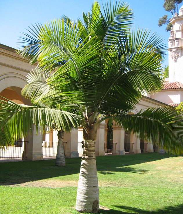 Ravenea Palm Trees and Cycads Majestic Palm Ravenea rivularis