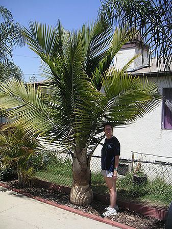 Ravenea Ravenea rivularis Palmpedia Palm Grower39s Guide