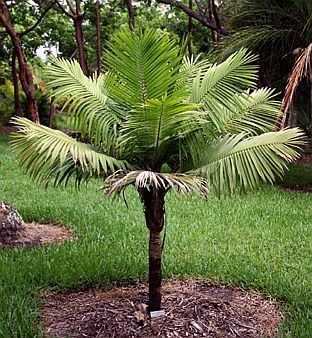 Ravenea Ravenea hildebrandtii Palmpedia Palm Grower39s Guide
