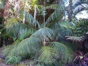 Ravenea glauca DWARF Majesty Palm RARE Live SIHARA Tree Ravenea glauca eBay