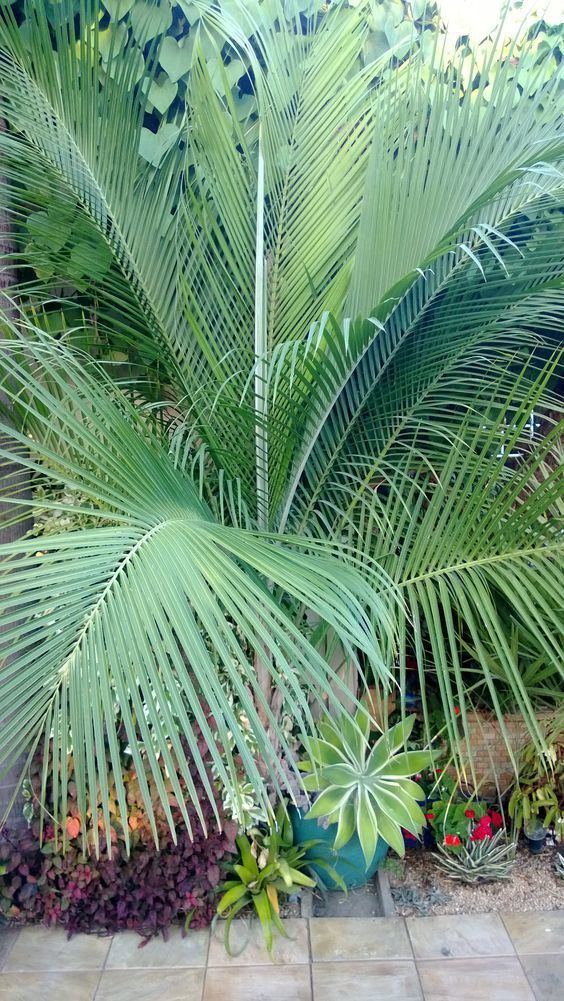 Ravenea glauca This palm is Ravenea glauca growing in my San Jose garden Dave39s
