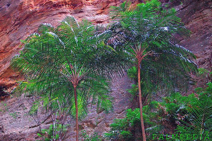 Ravenea glauca Ravenea glauca Palmpedia Palm Grower39s Guide