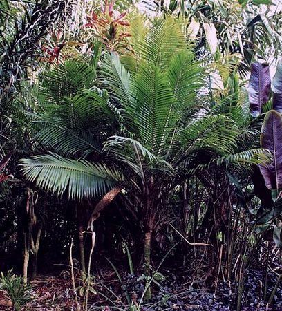Ravenea hildebrandtii Ravenea hildebrandtii Palmpedia Palm Grower39s Guide