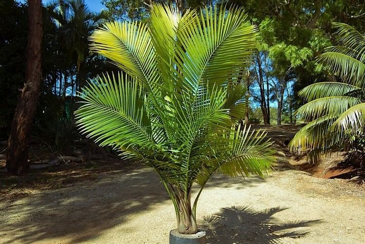 Ravenea rivularis Tips about Caring for Majestic Palms Ravenea rivularis Palms