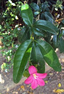 Ravenia (plant) httpsuploadwikimediaorgwikipediacommonsthu