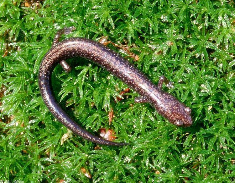 Ravine salamander Southern Ravine Salamander