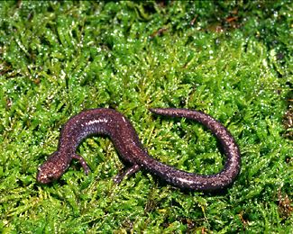 Ravine salamander Ravine Salamander Daviess Co Audubon Society
