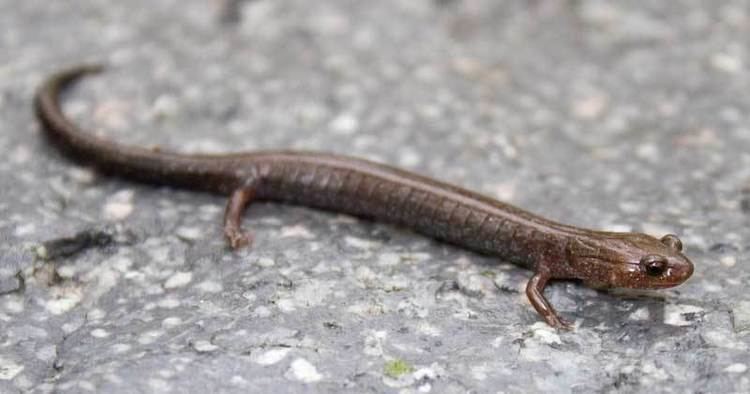 Image result for northern ravine salamander