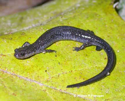 Ravine salamander Ravine Salamander Plethodon electromorphus