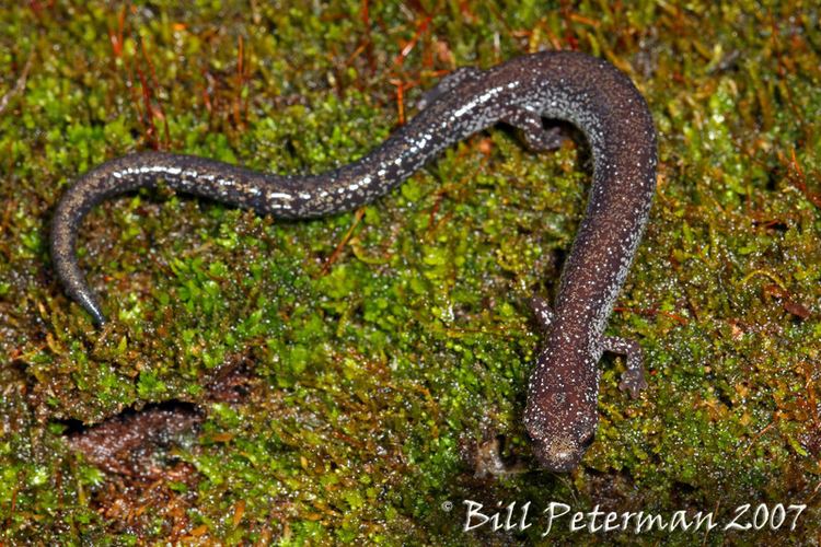 Ravine salamander CalPhotos Plethodon electromorphus Northern Ravine Salamander