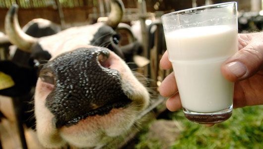 Raw milk New Science Confirms Raw Milk is Remarkably Safe Circle of Docs