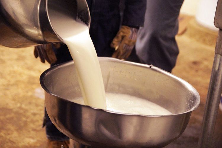 Raw milk Why Some States Want To Legalize Raw Milk Sales The Salt NPR
