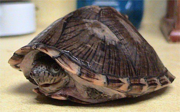 Razor-backed musk turtle Razorbacked musk turtle Wikipedia