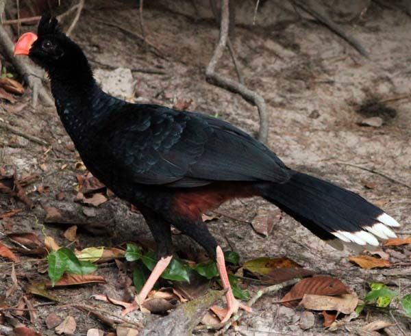 Razor-billed curassow The answers to the Cristalino Photo Montage are slowly revealed with