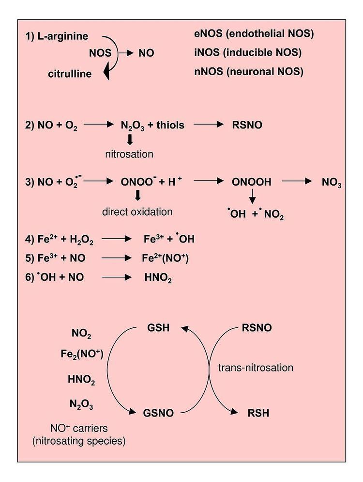 Reactive nitrogen species