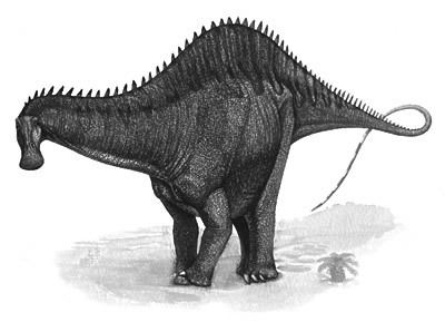 Rebbachisaurus The Dino Directory Rebbachisaurus Natural History Museum