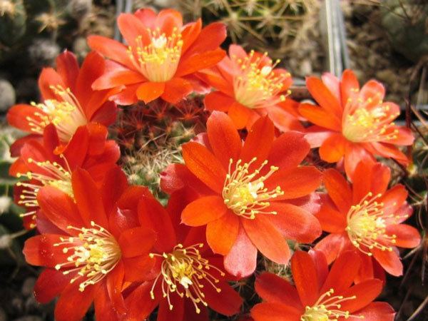 Rebutia Online Guide to the positive identification of Members of the