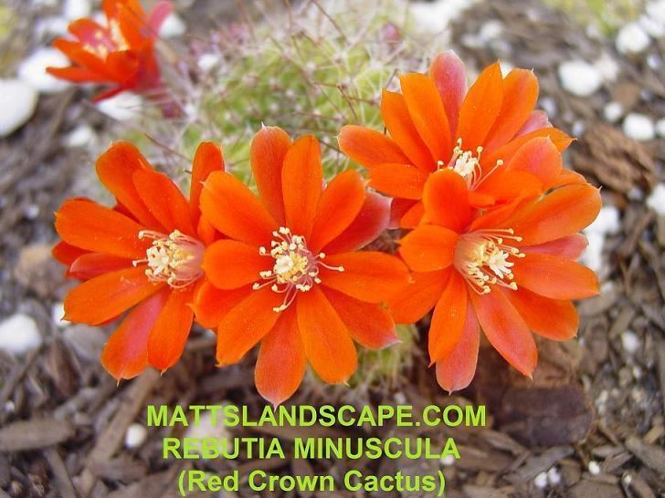 Rebutia minuscula Hybrid Epi Cactus Display Page