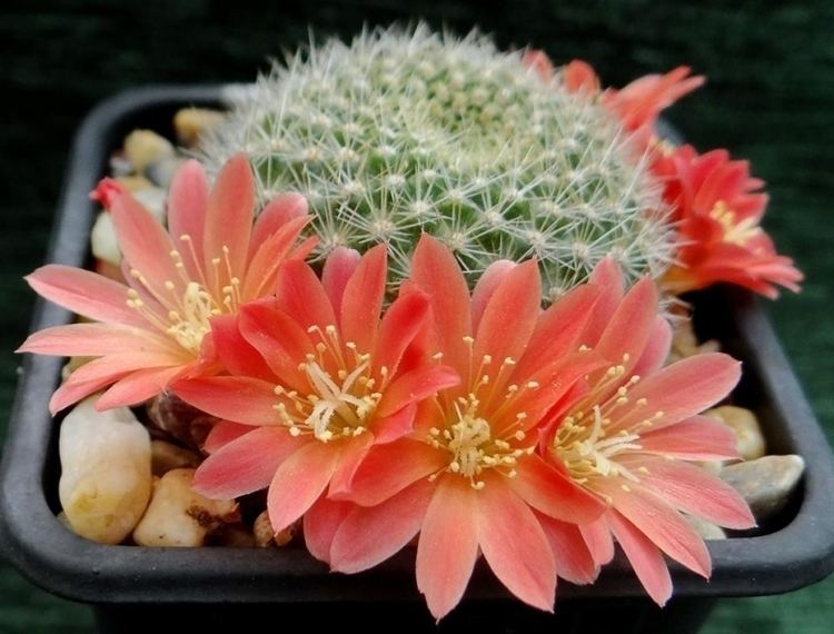 Rebutia minuscula Rebutia minuscula