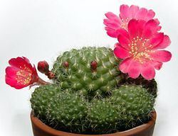 Rebutia minuscula httpsuploadwikimediaorgwikipediacommonsthu