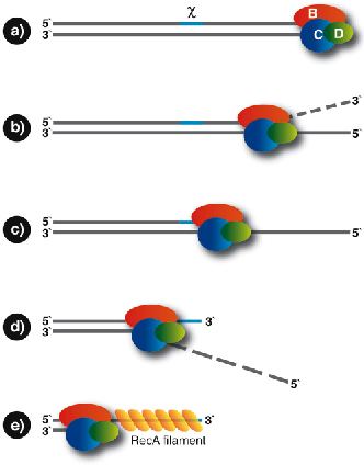 RecBCD RecBCD A Molecular Machine for DNA Repair