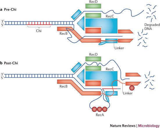 RecBCD Figure 2 Bacterial DNA repair recent insights into the mechanism