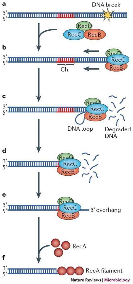 RecBCD Figure 1 Bacterial DNA repair recent insights into the mechanism