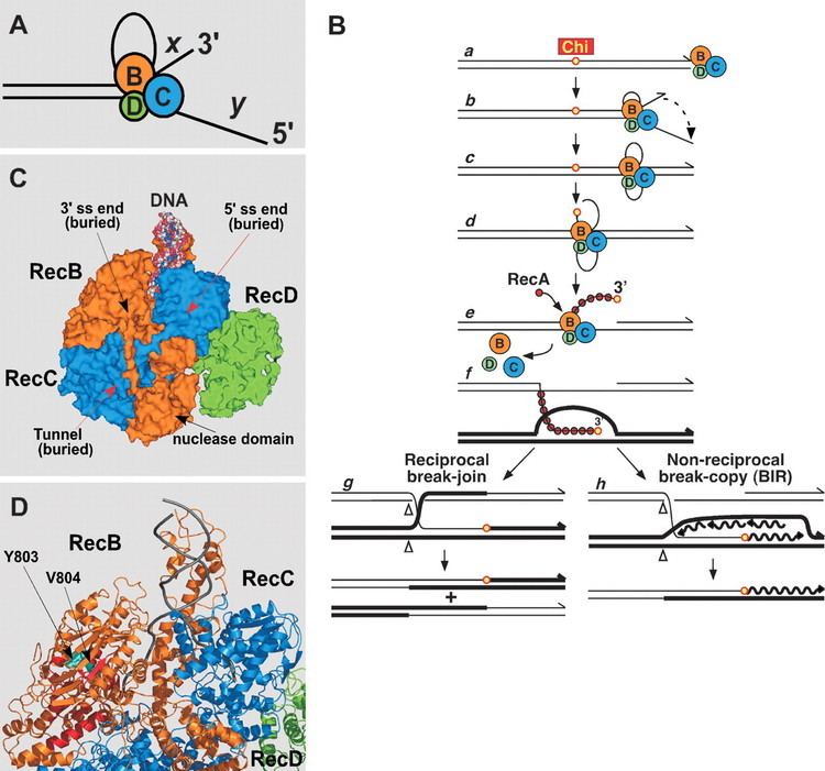 RecBCD Intersubunit signaling in RecBCD enzyme a complex protein machine