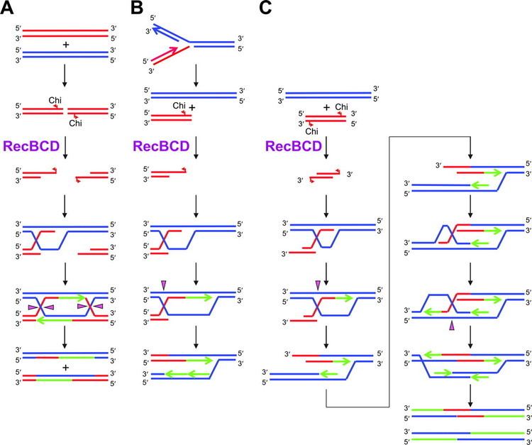 RecBCD RecBCD Enzyme and the Repair of DoubleStranded DNA Breaks