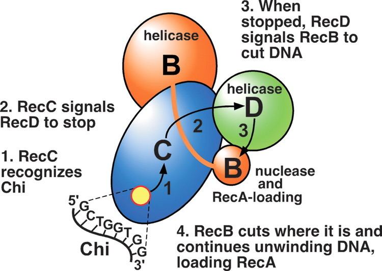 RecBCD Intersubunit signaling in RecBCD enzyme a complex protein machine