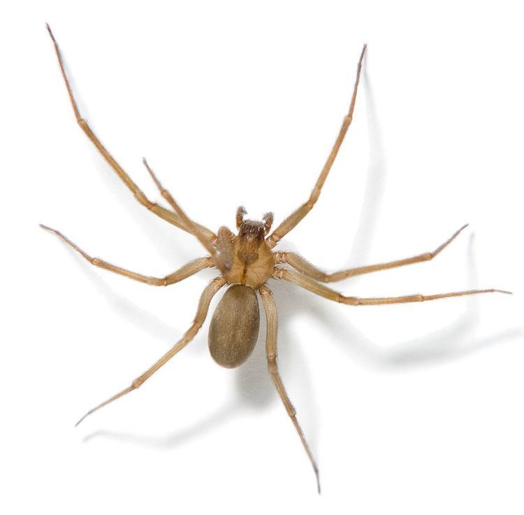 Recluse spider Brown Recluse Spider Facts Brown Recluse Spide Control TERRO