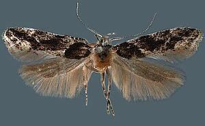 Recurvaria Moth Photographers Group Recurvaria nanella 1783