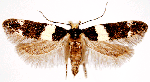 Recurvaria Recurvaria leucatella Insecta Lepidoptera Gelechiidae
