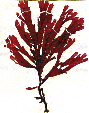 A red algae.
