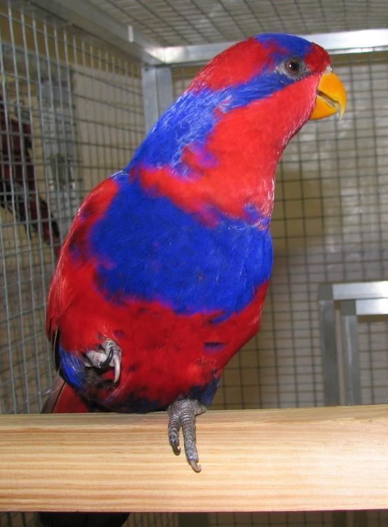 Red-and-blue lory Redandblue Lory Eos histrio videos photos and sound recordings
