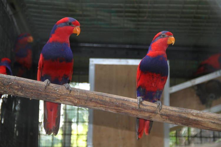 Red-and-blue lory Redandblue Lory Eos histrio ZooChat