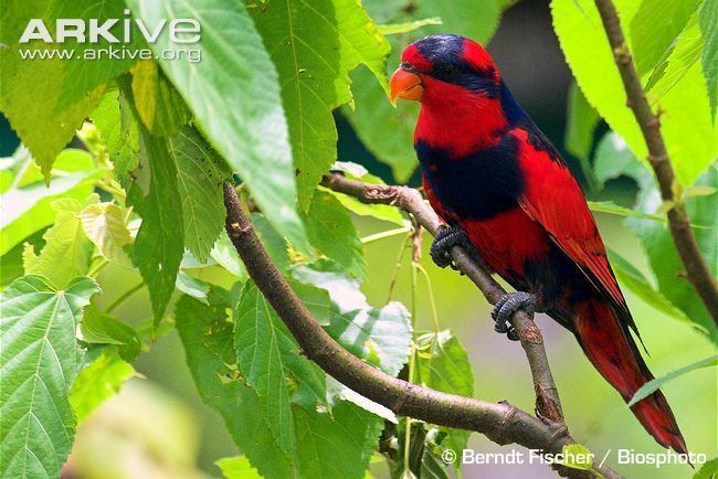 Red-and-blue lory Redandblue lory videos photos and facts Eos histrio ARKive