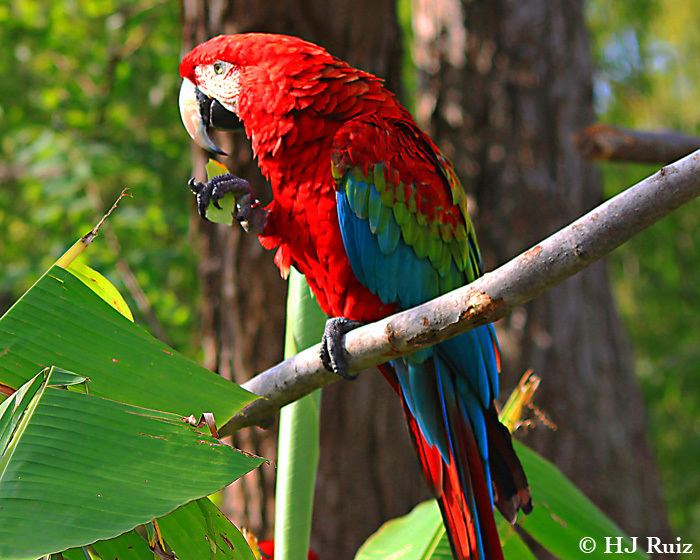 Red-and-green macaw Red and Green Macaw HJ Ruiz Avian101