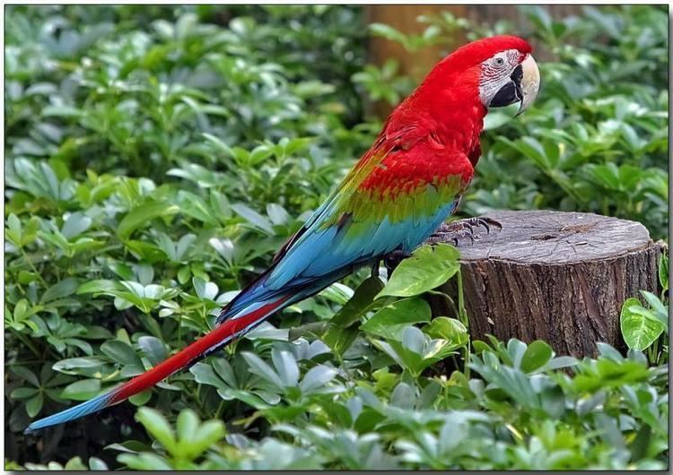 Red-and-green macaw Parrots Planetary Red and Green Macaw