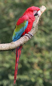 Red-and-green macaw httpsuploadwikimediaorgwikipediacommonsthu
